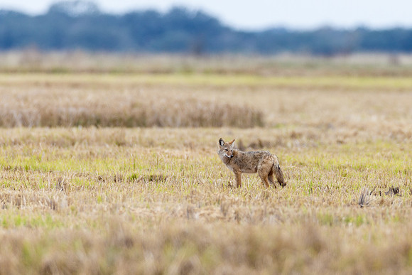 Coyote