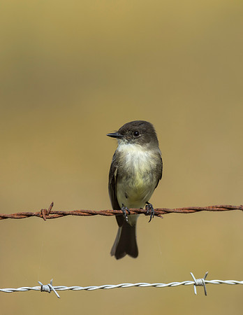 Eastern Phoebe