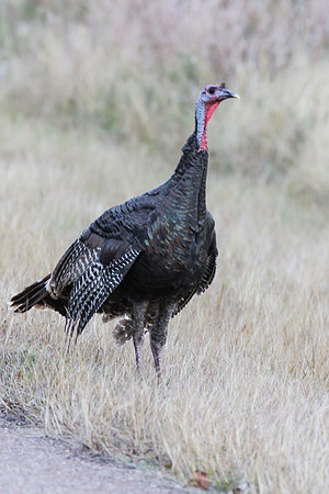Wild Turkey