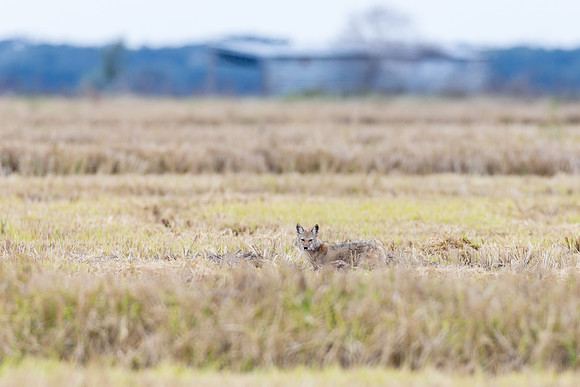 Coyote