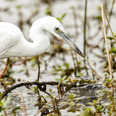 Egret_MLL7769_