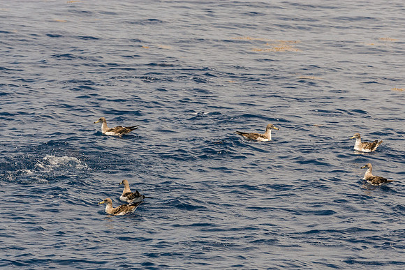 Offshore ID