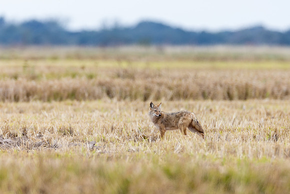 Coyote