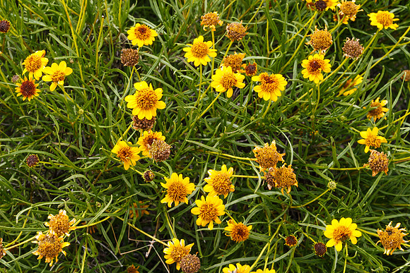 Boquet of Flowers