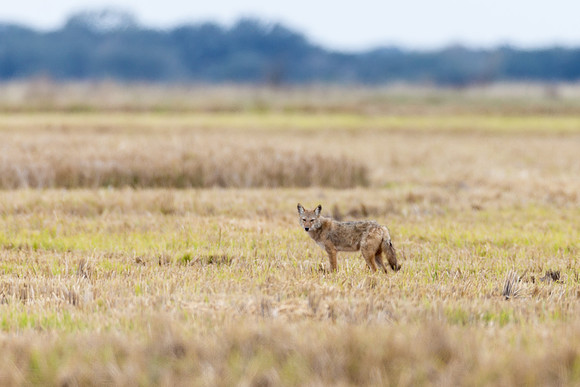 Coyote