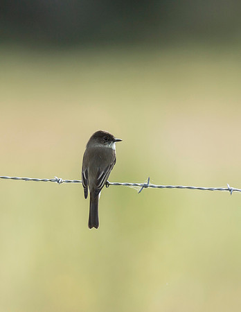 Eastern Phoebe