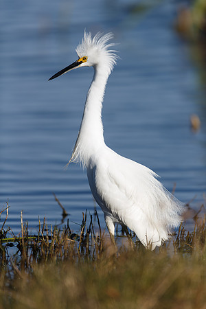Snowy Egret