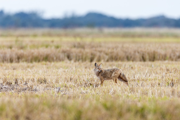 Coyote