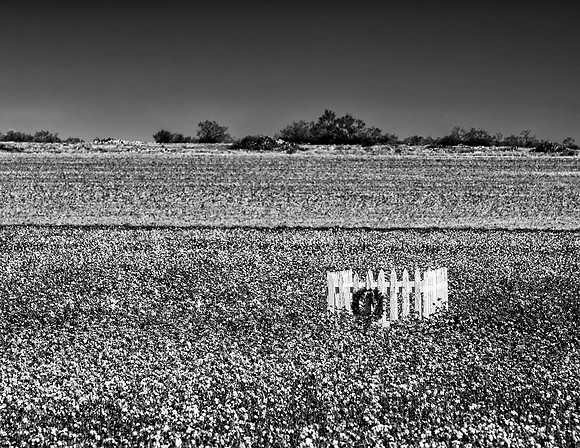 The Last Harvest