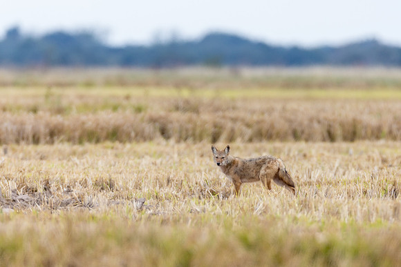 Coyote
