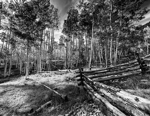 Aspens Near Ouray