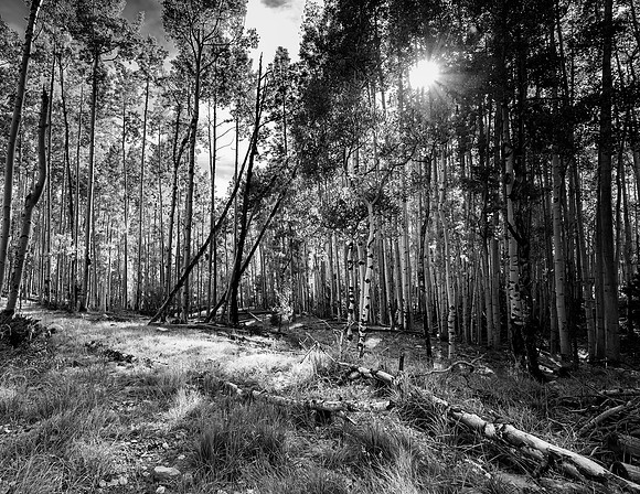 The Path