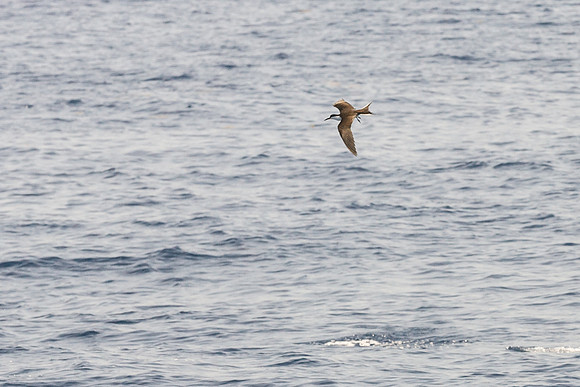 Offshore Bird