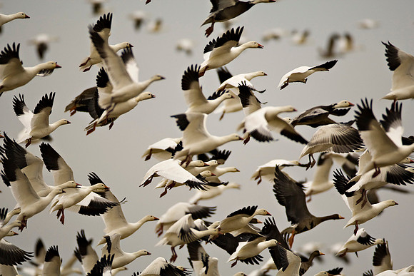 Snow Goose