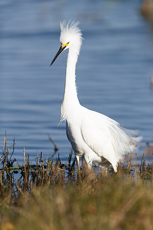 Snowy Egret